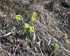 Helioscopia