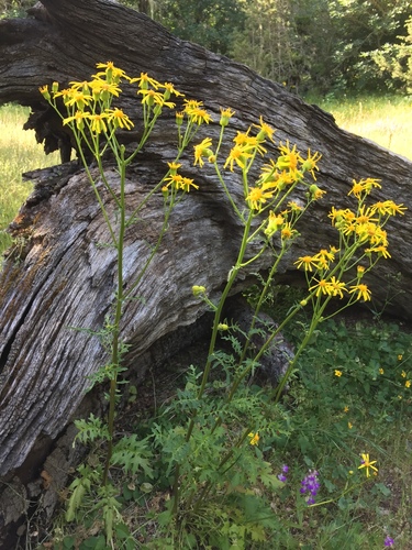 Image of Brewer's Ragwort (Packera breweri) by no rights reserved