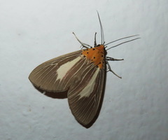 Asota subsimilis