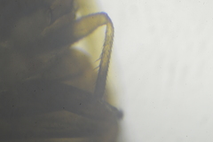 Cimicidae