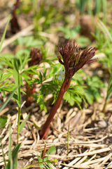 Paeonia anomala