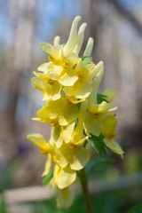 Corydalis bracteata