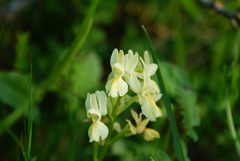 Orchis provincialis