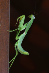 Rhombodera stalii