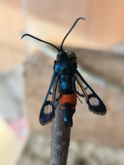 Synanthedon stomoxiformis