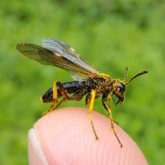 Tenthredo koehleri