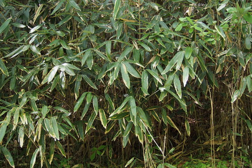 Sasamorpha