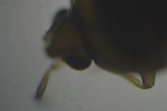 Cimicidae