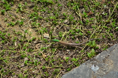 Ameiva atrigularis