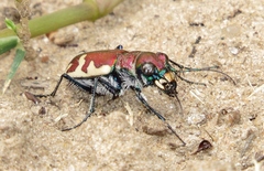 Cicindela formosa