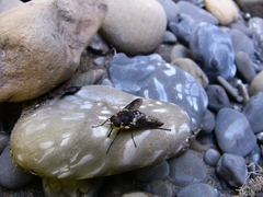 Scaptia adrel