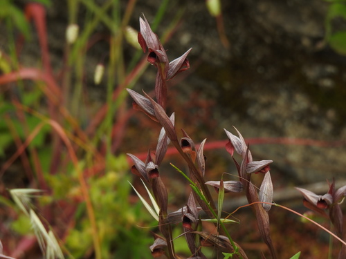 Image of Serapias strictiflora by (c) Duarte Frade, some rights reserved (CC BY)