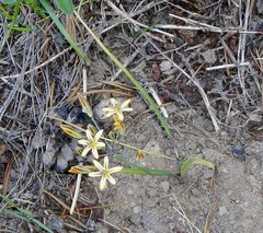 Triteleia ixioides anilina