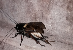 Gryllus