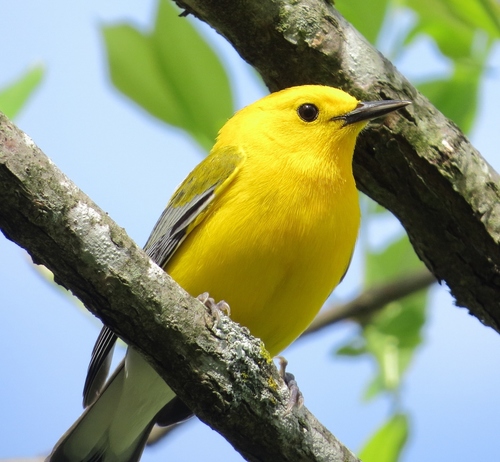 Prothonotary Warbler