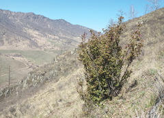 Rhododendron ledebourii