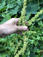 Rumex chrysocarpos