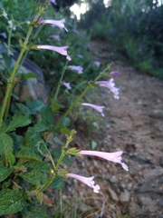 Salvia scabra