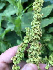 Rumex chrysocarpos