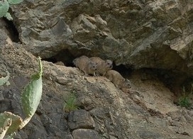 Northeastern Rock Hyrax