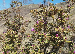 Rhododendron ledebourii