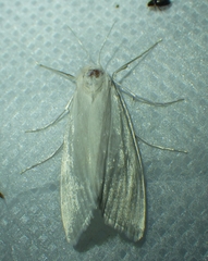 Rupela