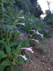 Salvia scabra