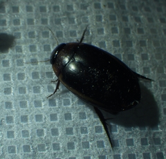 Hydaticus bimarginatus