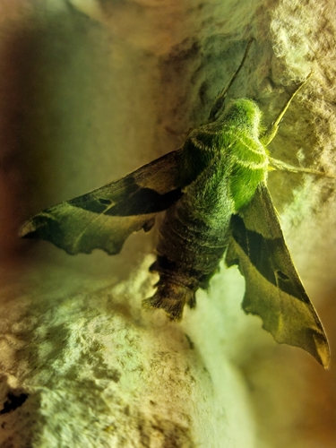 Proserpinus proserpina