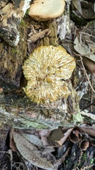 Hypomyces tremellicola