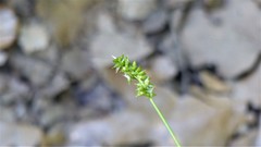 Carex texensis