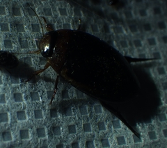 Hydaticus bimarginatus