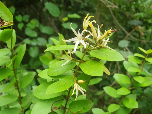 Baissea zygodioides
