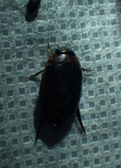 Hydaticus bimarginatus