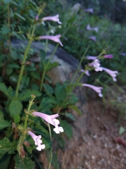 Salvia scabra