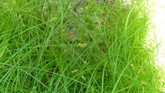 Carex texensis