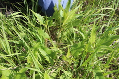 Silphium perfoliatum