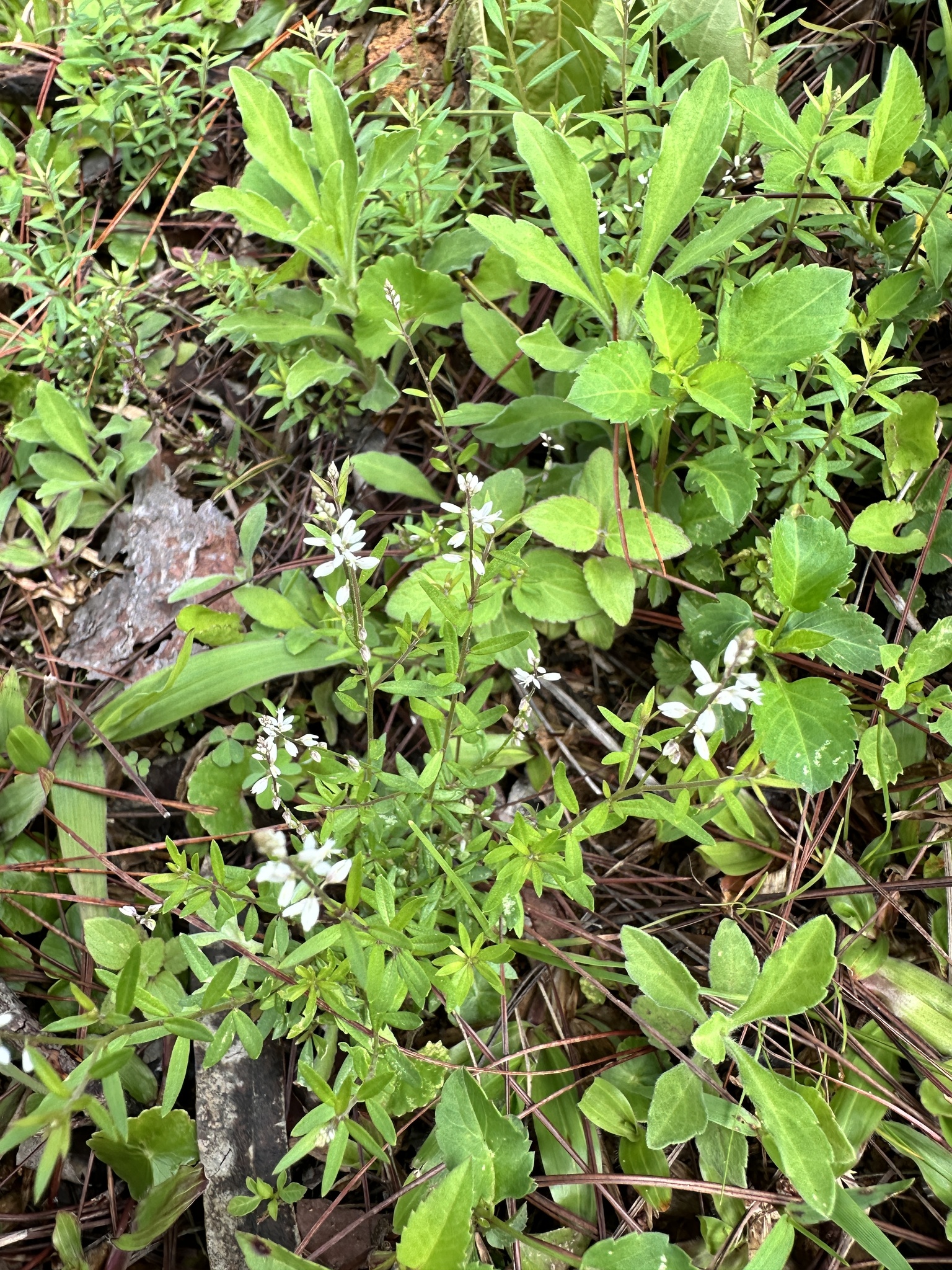 Polygala paniculata — ảnh 2