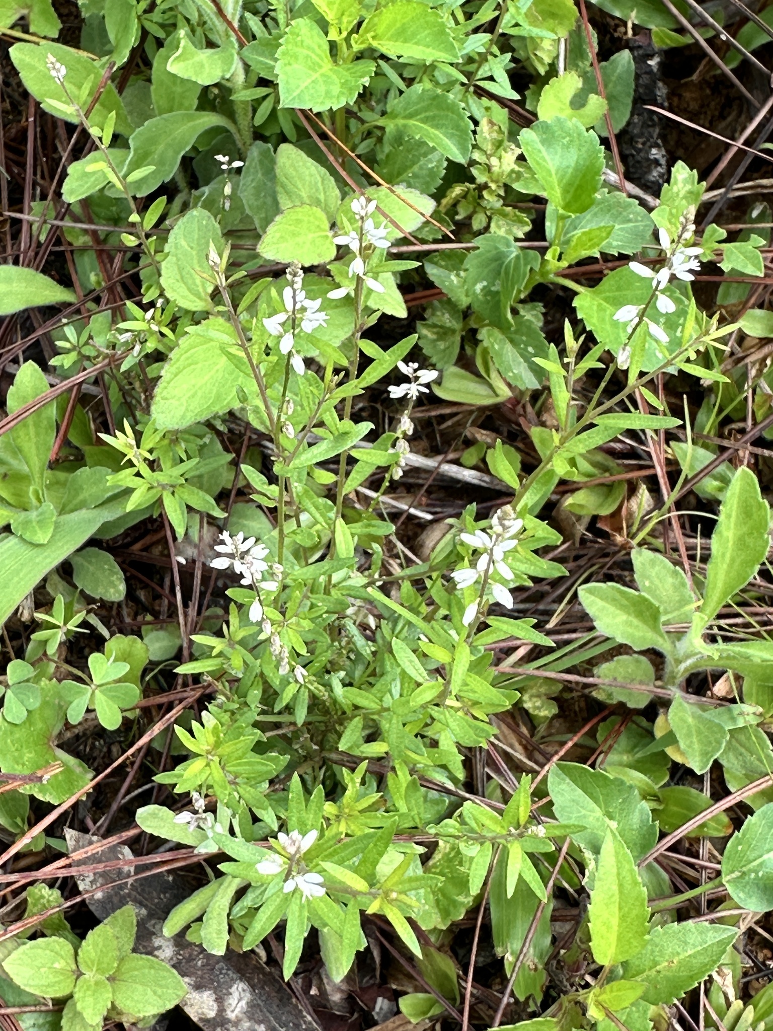 Polygala paniculata — ảnh 3