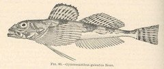 Armorhead Sculpin photo 3