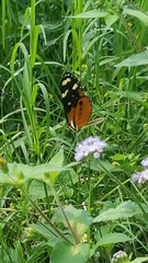 Mechanitis polymnia isthmia