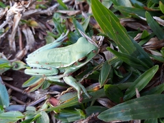Boana marginata