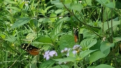 Mechanitis polymnia isthmia