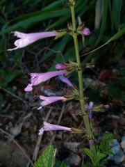 Salvia scabra