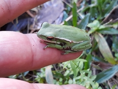 Boana marginata