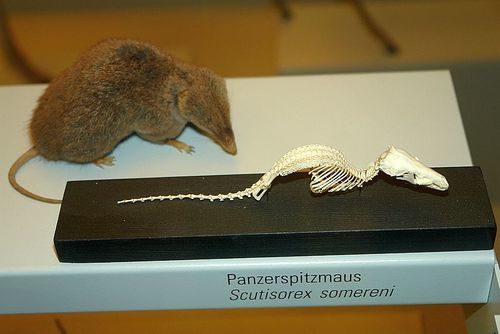 Armored Shrew