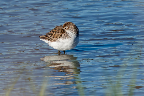 Correlimos semipalmeado (Calidris pusilla)