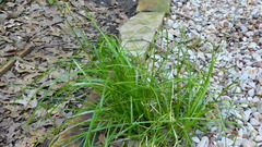 Carex texensis