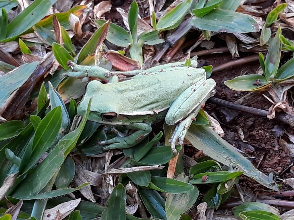 Mundo Novo Treefrog