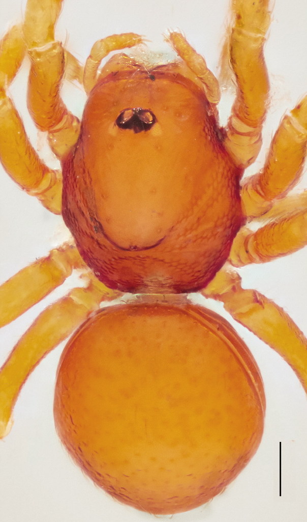 armored spiders